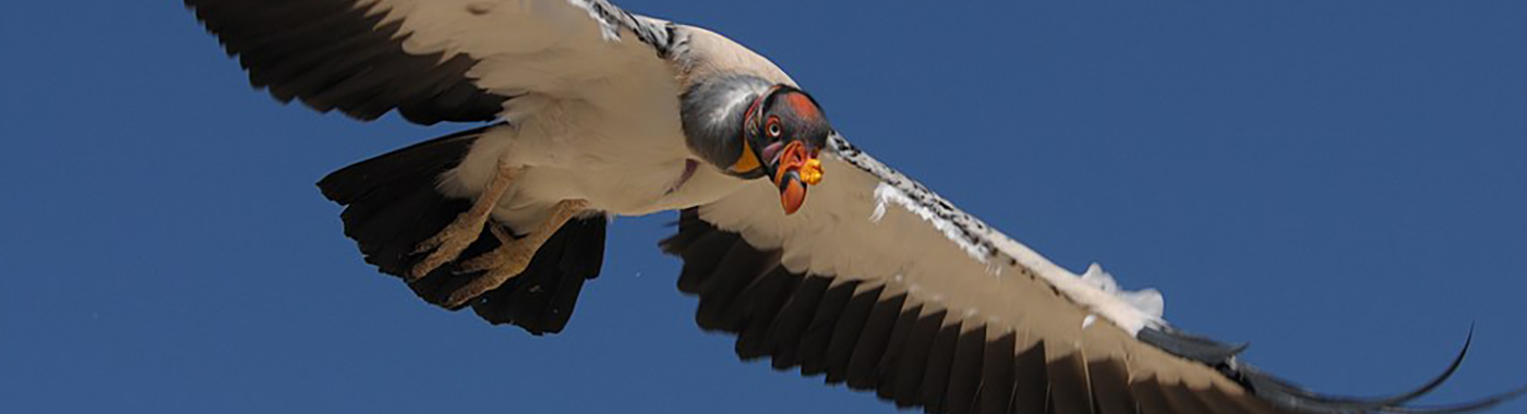 Boca Tapada Zopilote Rey King Vulture