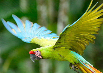 Aves Boca Tapada