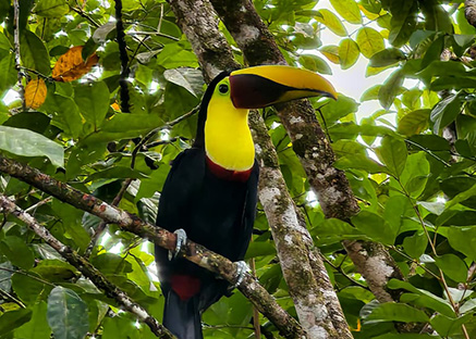 Tucan