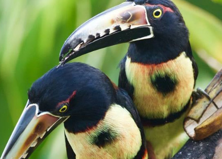 Birding