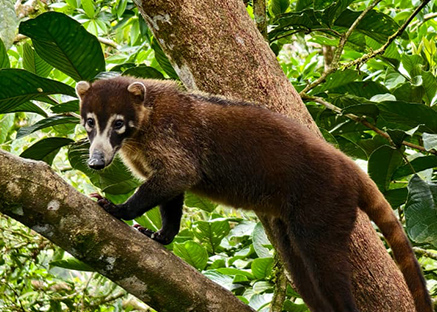 Boca Tapada Rainforest