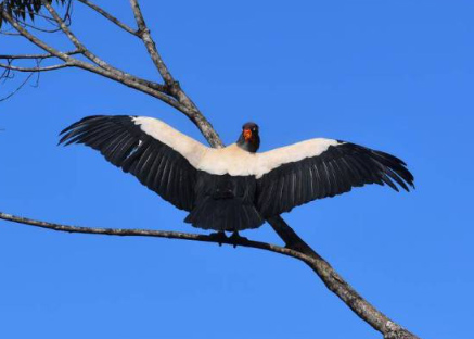 Zopilote Rey Boca Tapada