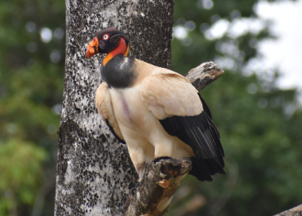 King Vulture - Zopilote Rey