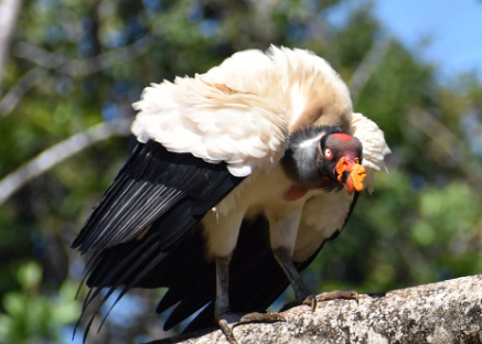 King Vulture Boca Tapada